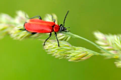 Cardinal beetle on grass Stock Photos