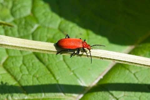 Cardinal beetle Stock Photos