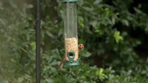 Cardinal on bird feeder Stock Footage 159109003