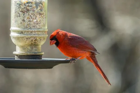 Cardinal on a bird feeder Stock Photos