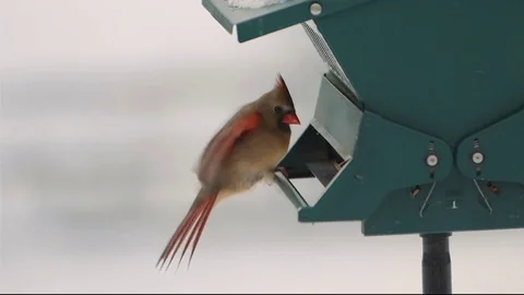 Cardinal at Bird Feeder Slow Motion 240 FPS Stock Footage 83931841