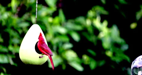 Cardinal Bird Vídeos de archivo 132078739