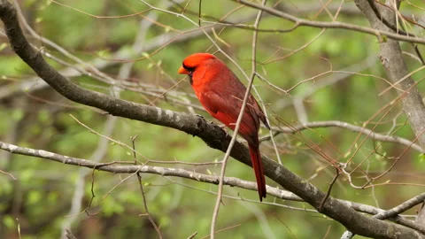 Cardinal Bird 스톡 동영상 176910736