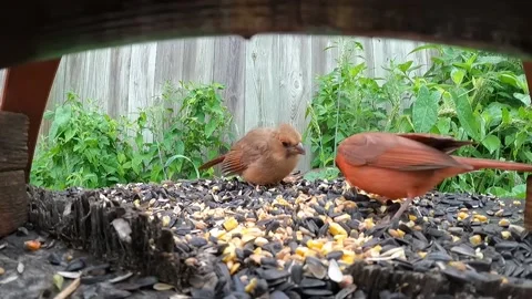 Cardinal Bird Stock Footage 229529184