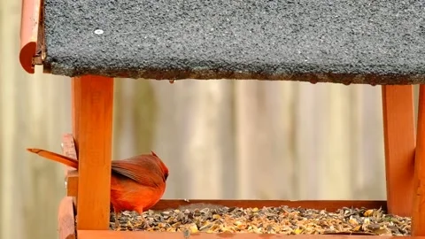 Cardinal Bird Vidéo 229529185