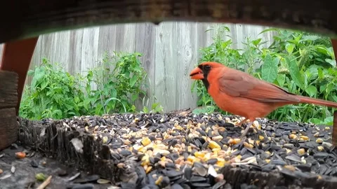 Cardinal Bird Video stock 229529200