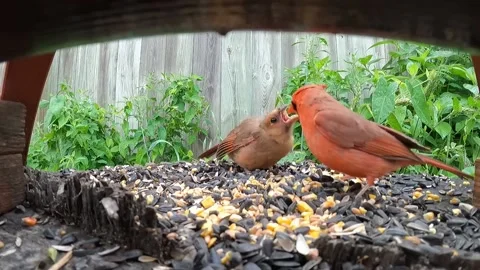 Cardinal Bird Vidéo 229529204