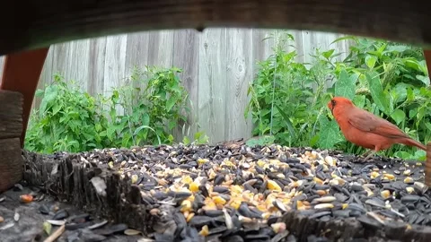 Cardinal Bird Vidéo 229529226