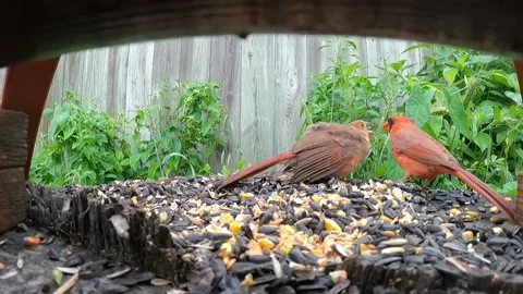 Cardinal Bird Video stock 229529229