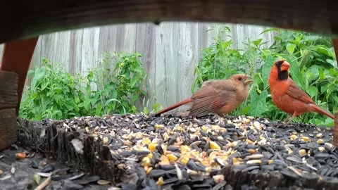 Cardinal Bird Vidéo 229529246
