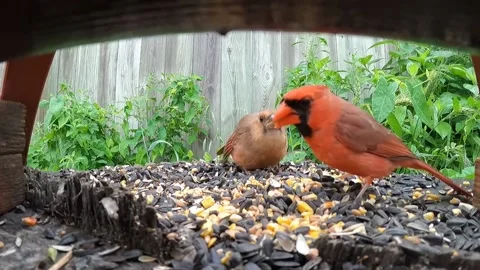 Cardinal Bird Video stock 229529256