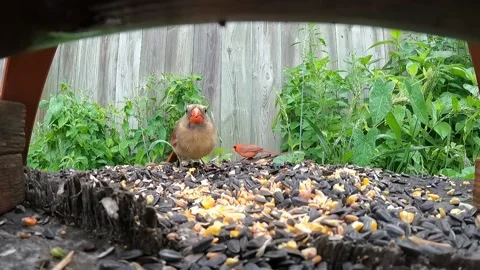 Cardinal Bird Vidéo 229529258