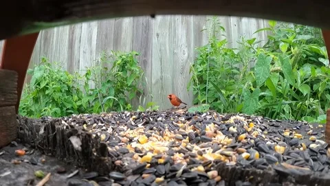 Cardinal Bird Stock Footage 229529301