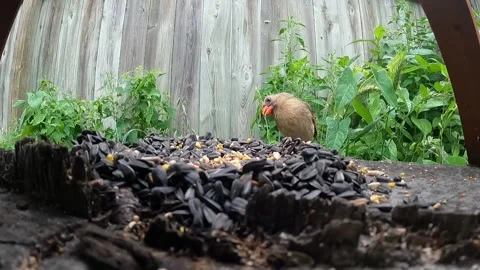 Cardinal Bird Stock Footage 229529321