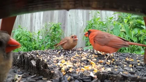 Cardinal Bird Vidéo 229529346