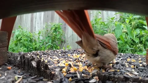 Cardinal Bird Video stock 229529357