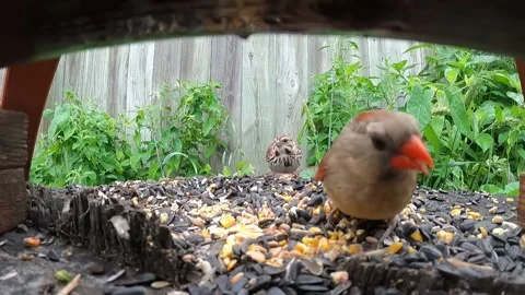 Cardinal Bird Vidéo 229529377