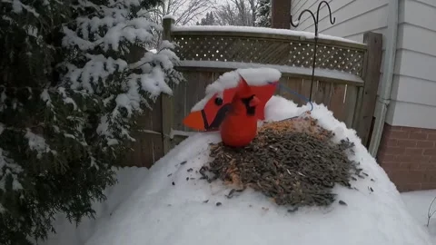 Cardinal Bird Vidéo 229529382