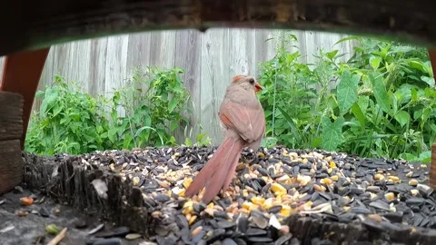 Cardinal Bird Vidéo 229529386