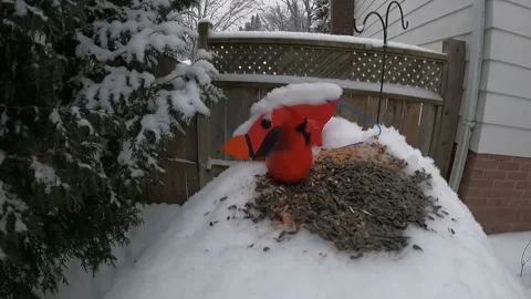 Cardinal Bird Video stock 229529389