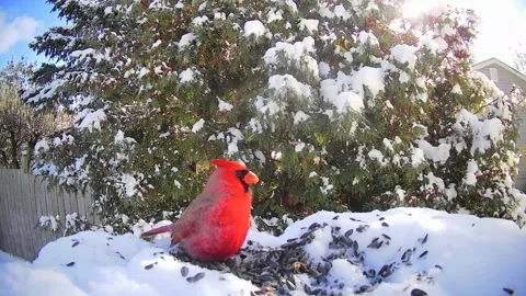 Cardinal Bird Stock Footage 229532829