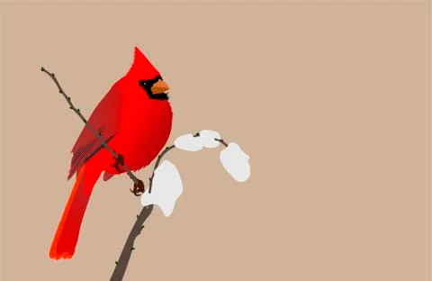 Cardinal bird イラスト素材