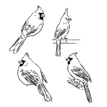Cardinal bird sketch, vector illustration. Hand drawn red cardinal bird. Engr Stock Illustration
