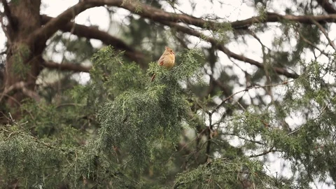 Cardinal bird in a tree Stock Footage 128093095