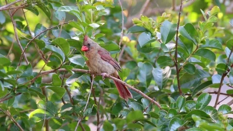 Cardinal Bird in a tree ruffles feathers. Stock Footage 76170219