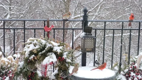 Cardinal birds in snowstorm Stock Footage 219495080
