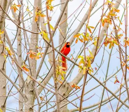 Cardinal in blooming tree Stock Photos