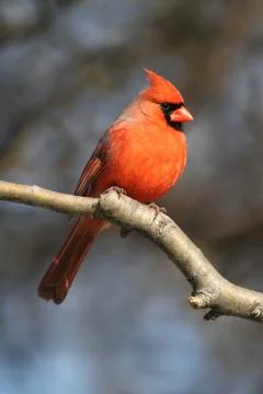Cardinal on a branch Stock Photos