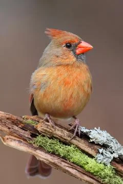 Cardinal on a branch Stock Photos