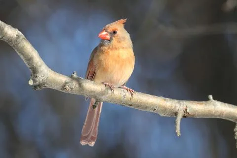 Cardinal on a branch Stock Photos