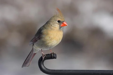 Cardinal on a branch Stock Photos