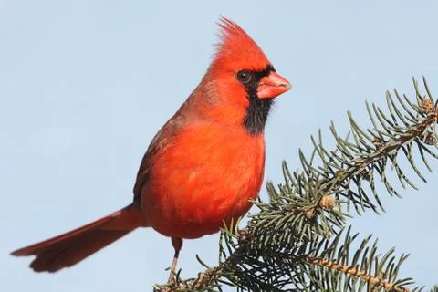 Cardinal on a branch Stock Photos