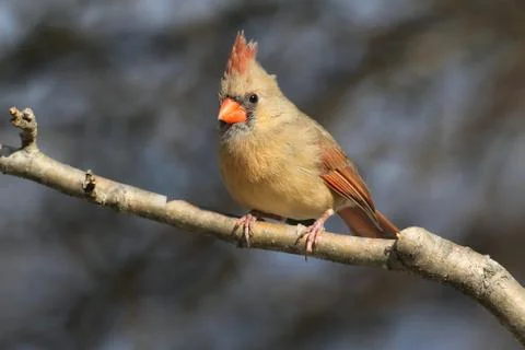 Cardinal on a branch Stock Photos