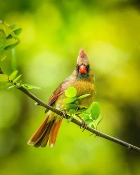 Cardinal on a Branch Stock Photos