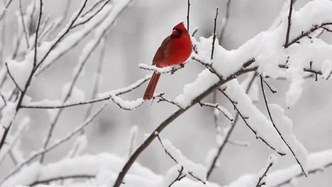 Cardinal on branch in snow 3 Stock Footage 170843166