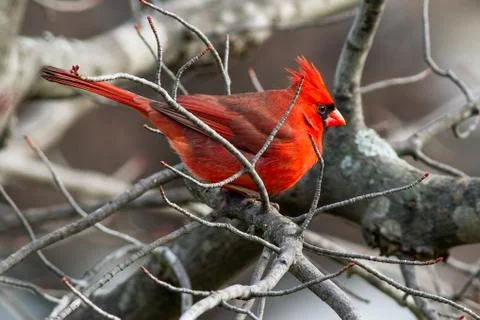 Cardinal in Budding Maple Twigs Stock Photos