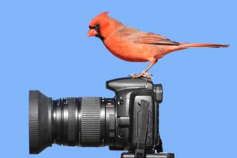 Cardinal on a camera Stock Photos