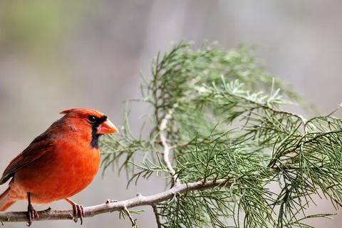 Cardinal on Cedar Stock Photos