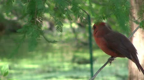 Cardinal with character Stock Footage 12168577