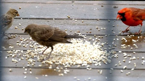 Cardinal chasing finch on deck Stock Footage 93609360