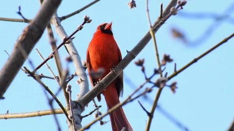 Cardinal chirping in a tree Stock Footage 128149764