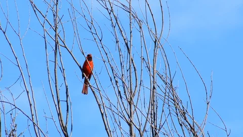 Cardinal chirping in the tree tops Stock Footage 128149882