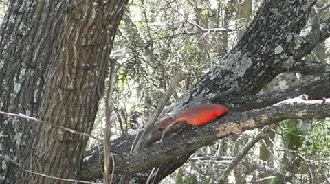 Cardinal cleans his beak on a Tree Branch Stock Footage 22195815