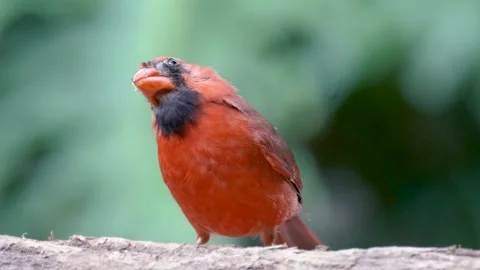 Cardinal closeup with feathers slightly molting Stock Footage 264531196