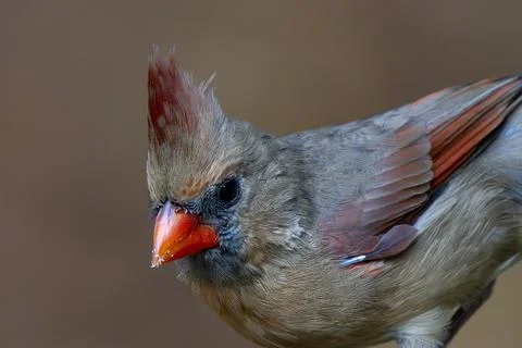Cardinal Closeup Stock Photos