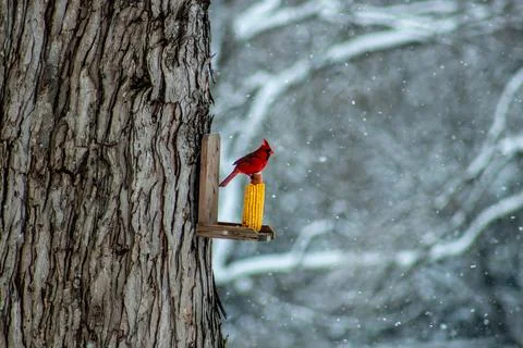 Cardinal on Corn Stock Photos